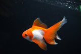 Ryukin Long Tail Red White 4 Inch (ID#1119Ry7a-7) Free2Day SHIPPING