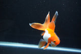 Ryukin Long Tail Red White 4 Inch (ID#1119Ry7a-7) Free2Day SHIPPING