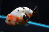 Jumbo Milk Cow Ranchu  Calico 5 Inch (ID#418R7a-108)