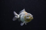 Yuan Bao Oranda  Blue 3.5 Inch (ID#0110Yb10b-80) Free2Day SHIPPING