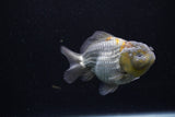 Yuan Bao Oranda  Blue 3.5 Inch (ID#0110Yb10b-80) Free2Day SHIPPING