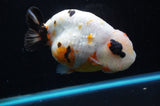 Jumbo Milk Cow Ranchu  Calico 5 Inch (ID#418R7a-108)
