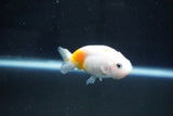 Baby Ranchu  Calico 2.5 Inch (ID#1029R7b-43) Free2Day SHIPPING