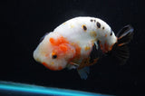 Jumbo Milk Cow Ranchu  Calico 5 Inch (ID#418R7a-108)