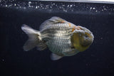 Yuan Bao Oranda  Blue 3.5 Inch (ID#0110Yb10b-80) Free2Day SHIPPING