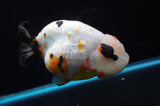 Jumbo Milk Cow Ranchu  Calico 5 Inch (ID#418R7a-108)