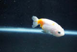 Baby Ranchu  Calico 2.5 Inch (ID#1029R7b-43) Free2Day SHIPPING