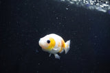 Baby Ranchu  Calico 2.5 Inch (ID#1029R7b-43) Free2Day SHIPPING