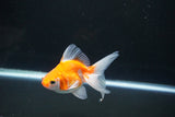 Ryukin Long Tail Red White 4 Inch (ID#1119Ry7a-8) Free2Day SHIPPING