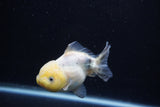 Yuan Bao Oranda Lemon Head Calico 3.5 Inch (ID#0110Yb10b-81) Free2Day SHIPPING