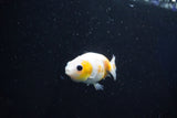 Baby Ranchu  Calico 2.5 Inch (ID#1029R7b-43) Free2Day SHIPPING