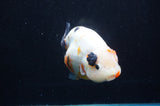Jumbo Milk Cow Ranchu  Calico 5 Inch (ID#418R7a-108)