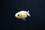 Baby Ranchu  Calico 2.5 Inch (ID#1029R7b-43) Free2Day SHIPPING