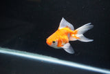 Ryukin Long Tail Red White 4 Inch (ID#1119Ry7a-8) Free2Day SHIPPING