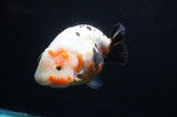 Jumbo Milk Cow Ranchu  Calico 5 Inch (ID#418R7a-108)