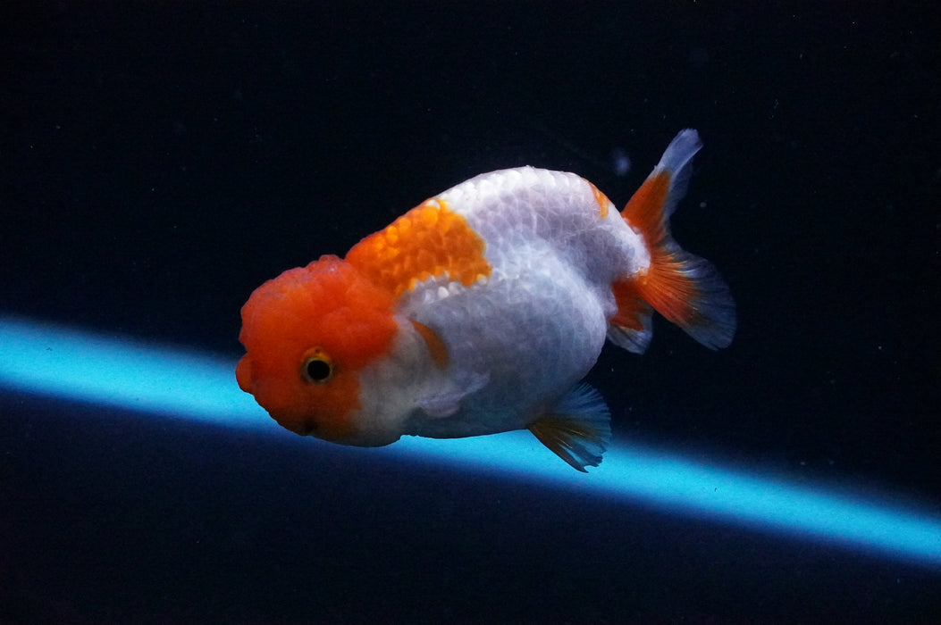 Juvenile Lionchu  Red White 3 Inch (ID#1205R11b-8) Free2Day SHIPPING