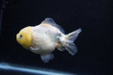 Yuan Bao Oranda Lemon Head Calico 3.5 Inch (ID#0110Yb10b-81) Free2Day SHIPPING