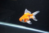 Ryukin Long Tail Red White 4 Inch (ID#1119Ry7a-8) Free2Day SHIPPING