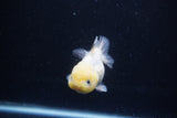 Yuan Bao Oranda Lemon Head Calico 3.5 Inch (ID#0110Yb10b-81) Free2Day SHIPPING