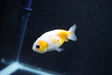 Baby Ranchu  Calico 2.5 Inch (ID#1029R7b-43) Free2Day SHIPPING