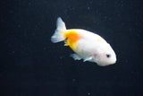 Baby Ranchu  Calico 2.5 Inch (ID#1029R7b-43) Free2Day SHIPPING