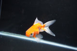 Ryukin Long Tail Red White 4 Inch (ID#1119Ry7a-8) Free2Day SHIPPING