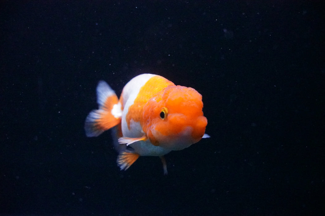 Juvenile Lionchu  Red White 3 Inch (ID#1205R11b-8) Free2Day SHIPPING