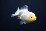 Yuan Bao Oranda Lemon Head Calico 3.5 Inch (ID#0110Yb10b-81) Free2Day SHIPPING