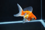 Ryukin Long Tail Red White 4 Inch (ID#1119Ry7a-8) Free2Day SHIPPING