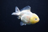 Yuan Bao Oranda Lemon Head Calico 3.5 Inch (ID#0110Yb10b-81) Free2Day SHIPPING