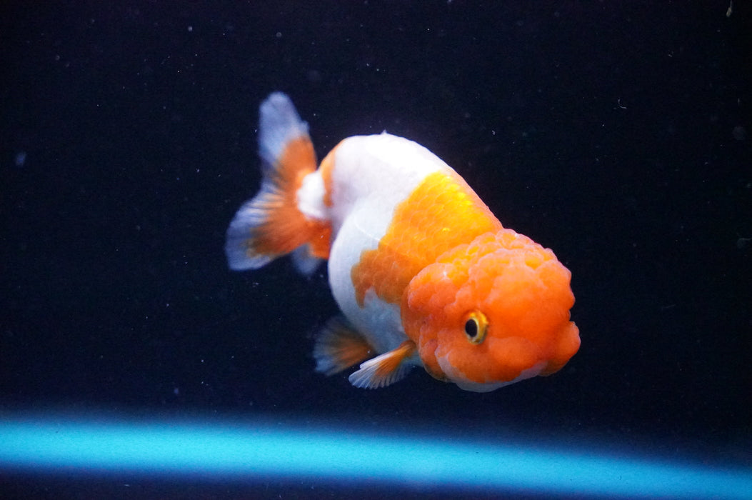 Juvenile Lionchu  Red White 3 Inch (ID#1205R11b-8) Free2Day SHIPPING