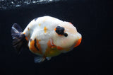Jumbo Milk Cow Ranchu  Calico 5 Inch (ID#418R7a-108)