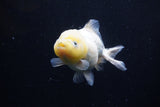 Yuan Bao Oranda Lemon Head Calico 3.5 Inch (ID#0110Yb10b-81) Free2Day SHIPPING