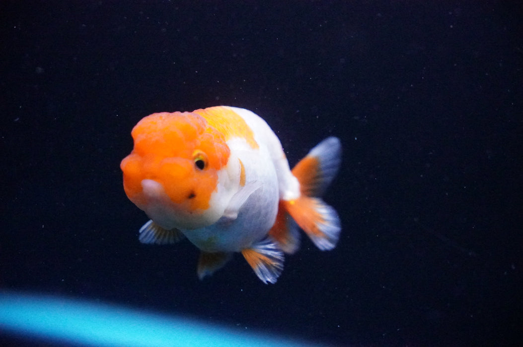 Juvenile Lionchu  Red White 3 Inch (ID#1205R11b-8) Free2Day SHIPPING