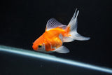 Ryukin Long Tail Red White 4 Inch (ID#1119Ry7a-8) Free2Day SHIPPING