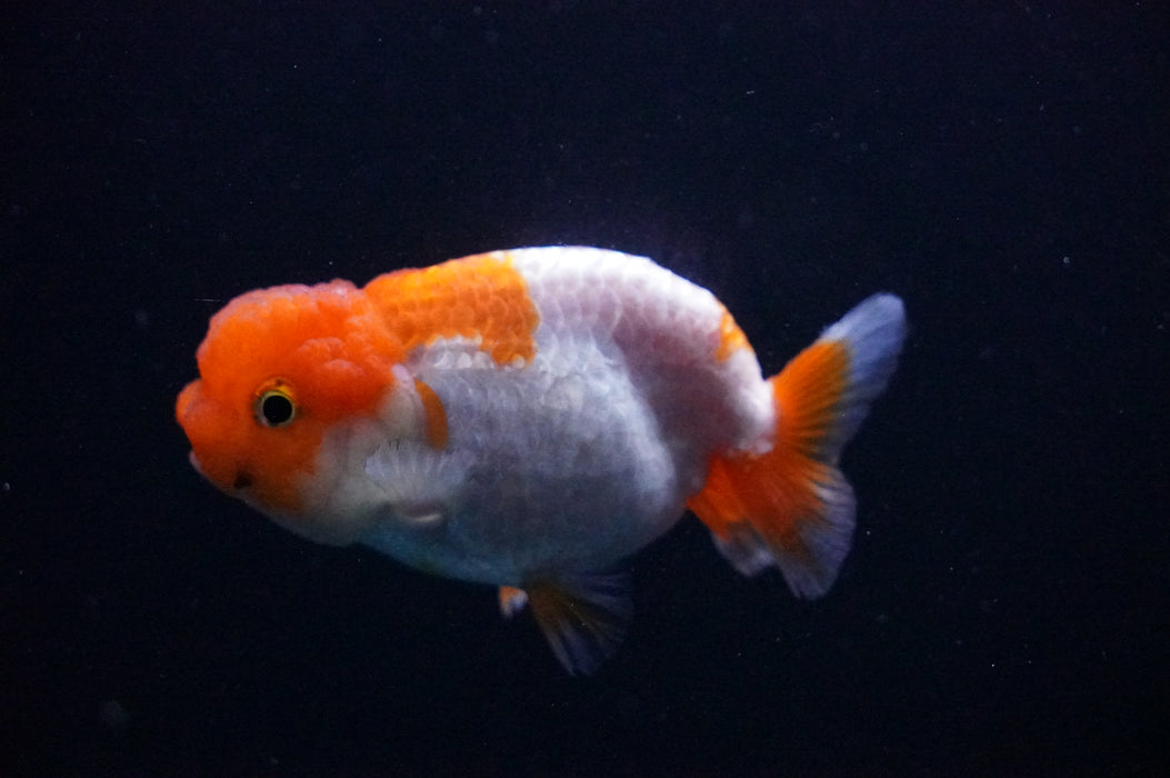 Juvenile Lionchu  Red White 3 Inch (ID#1205R11b-8) Free2Day SHIPPING