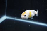 Baby Ranchu  Calico 2.5 Inch (ID#1029R9c-44) Free2Day SHIPPING