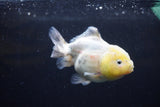 Yuan Bao Oranda Lemon Head Calico 3.5 Inch (ID#0110Yb10b-81) Free2Day SHIPPING