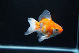 Ryukin Long Tail Red White 4 Inch (ID#1119Ry7a-8) Free2Day SHIPPING