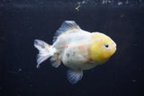 Yuan Bao Oranda Lemon Head Calico 3.5 Inch (ID#0110Yb10b-81) Free2Day SHIPPING