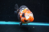 Jumbo Milk Cow Ranchu  Calico 5.5 Inch (ID#418R7a-109)