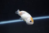 Baby Ranchu  Calico 2.5 Inch (ID#1029R9c-44) Free2Day SHIPPING