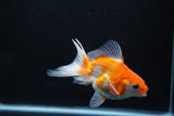 Ryukin Long Tail Red White 4 Inch (ID#1119Ry7a-8) Free2Day SHIPPING