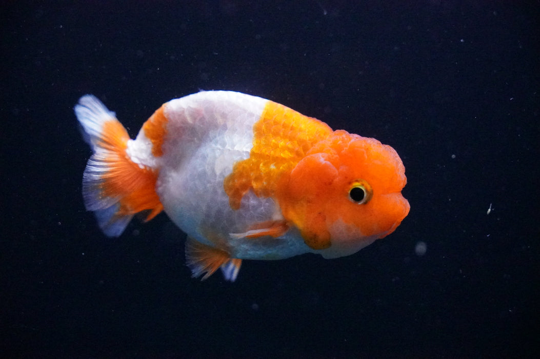 Juvenile Lionchu  Red White 3 Inch (ID#1205R11b-8) Free2Day SHIPPING