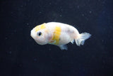 Baby Ranchu  Calico 2.5 Inch (ID#1029R9c-44) Free2Day SHIPPING