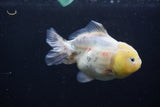 Yuan Bao Oranda Lemon Head Calico 3.5 Inch (ID#0110Yb10b-81) Free2Day SHIPPING