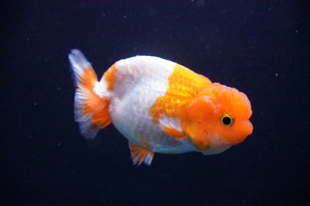 Juvenile Lionchu  Red White 3 Inch (ID#1205R11b-8) Free2Day SHIPPING