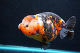 Jumbo Milk Cow Ranchu  Calico 5.5 Inch (ID#418R7a-109)