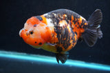 Jumbo Milk Cow Ranchu  Calico 5.5 Inch (ID#418R7a-109)