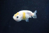 Baby Ranchu  Calico 2.5 Inch (ID#1029R9c-44) Free2Day SHIPPING